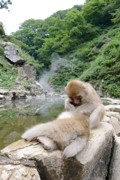 Macacos Bonitos Sentados Pedra Lagoa — Fotografia de Stock