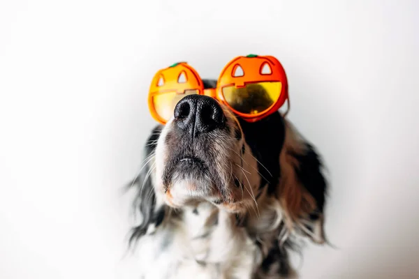 Cadılar Bayramı Gözlüklü Benekli Köpek — Stok fotoğraf