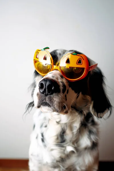 Perro Manchado Vasos Halloween — Foto de Stock