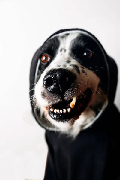 Lustiger Hund Schwarzen Kapuzenpulli — Stockfoto