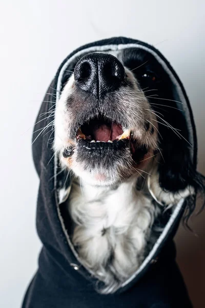 Funny Dog Black Hoodie — Stock Photo, Image