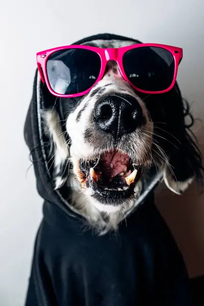 Χαριτωμένο Σκυλί Κουκούλα Και Γυαλιά Ηλίου — Φωτογραφία Αρχείου