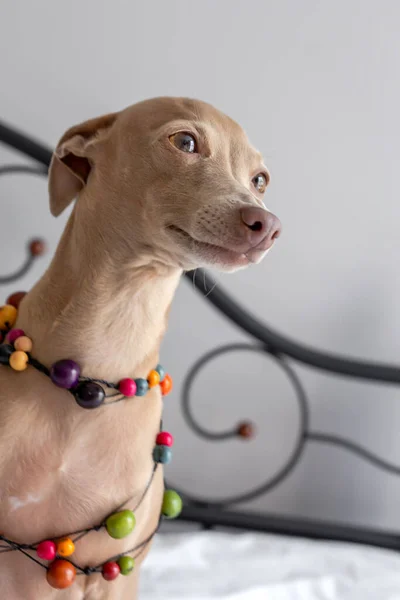 Renrasiga Färgade Isabela Italienska Greyhound Hund Spelar Människans Säng — Stockfoto