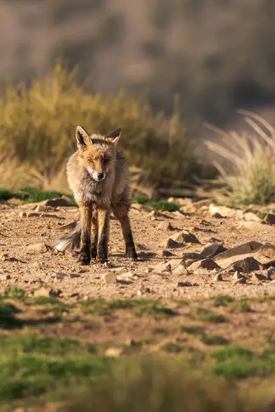 Zorro Salvaje Tierra Seca Con Hierba Luz Del Sol — Foto de Stock