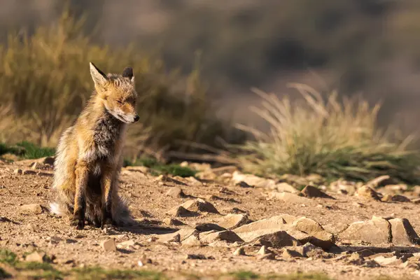 Wild Fox Dry Land Grass Sunlight — Stock Photo, Image