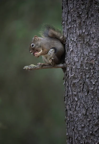 森の中の木の幹からぶら下がっている愛らしい毛皮のリスがナッツを食べています — ストック写真