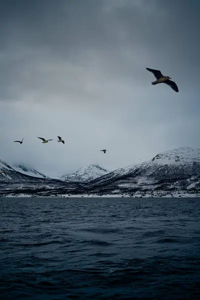 Havsvatten Med Fåglar Som Flyger Gråmulen Himmel Mot Snöiga Fjällstränder — Stockfoto
