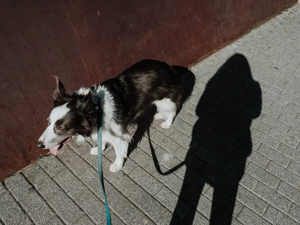 日当たりの良い歩道上の所有者の影の近くに立って綱にかわいいふわふわボーダーコリー犬の上からの眺め — ストック写真