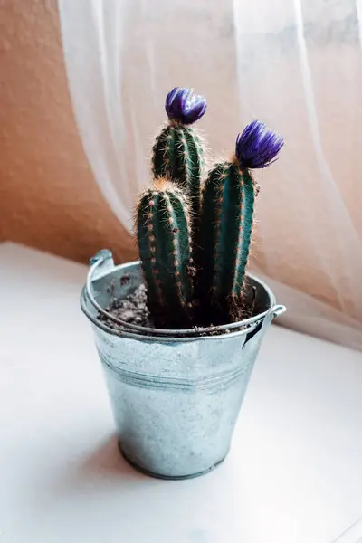 Cima Evergreen Planta Sala Espinhosa Com Flores Violetas Envasado Pequeno — Fotografia de Stock