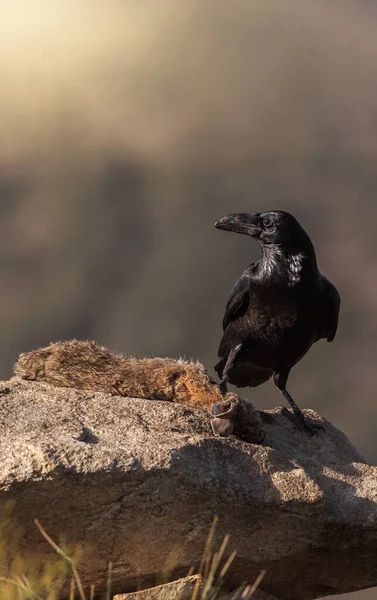 Corbeau Noir Sauvage Assis Sur Pierre Dans Champ Dans Une — Photo