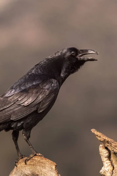 Pájaro Cuervo Negro Sentado Rama Seca Sin Hojas Del Árbol — Foto de Stock