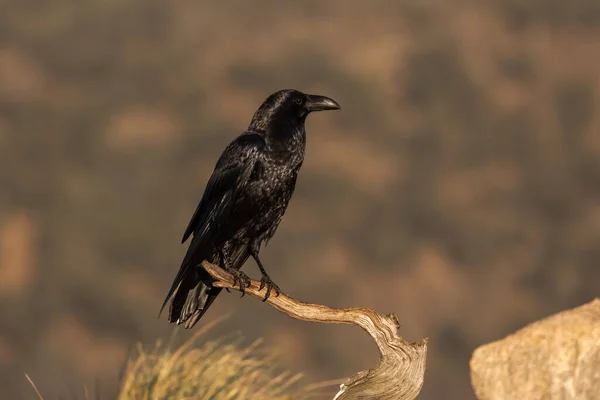 Pájaro Cuervo Negro Sentado Rama Seca Sin Hojas Del Árbol — Foto de Stock
