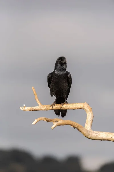 Black Crow Bird Sitting Dry Leafless Branch Tree Cloudy Sky — Stock Photo, Image