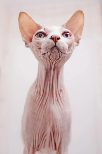 Alert Aggressive Purebred Sphynx Cat Prepared Attack Looking Away Light — Stock Photo, Image