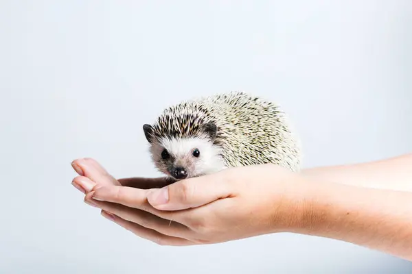 Side View Crop Anonymous Person Holding Cute Little Hedgehog Hands — Stock Photo, Image