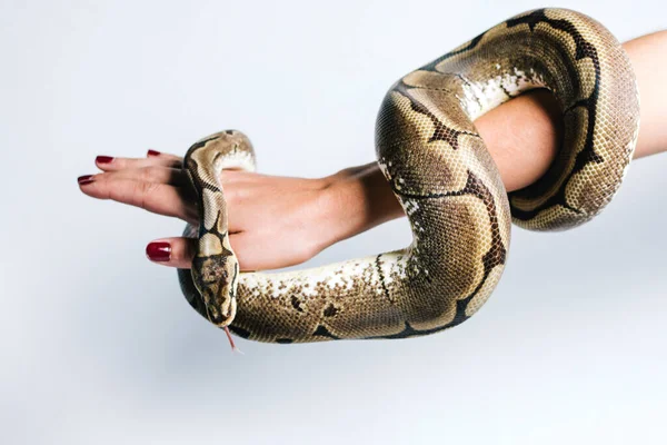 Side View Crop Anonymous Female Python Snake Wrapped Arm White — Stock Photo, Image