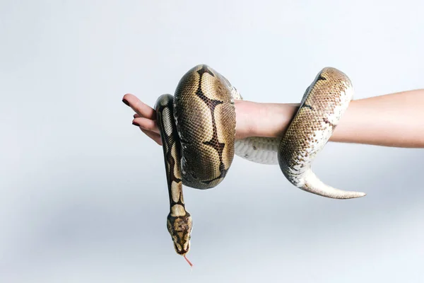 Side View Crop Anonymous Female Python Snake Wrapped Arm White — Stock Photo, Image