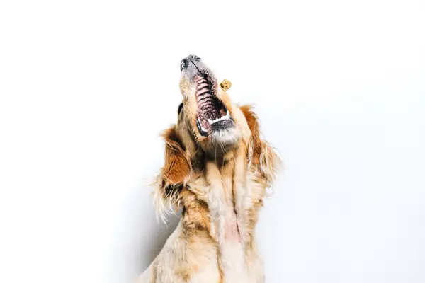 白い壁に座っている間に飛ぶスナックをキャッチかわいい健康的な純血犬の低角度 — ストック写真