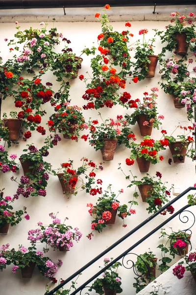 Flowerpots with colorful flowers — Stock Photo