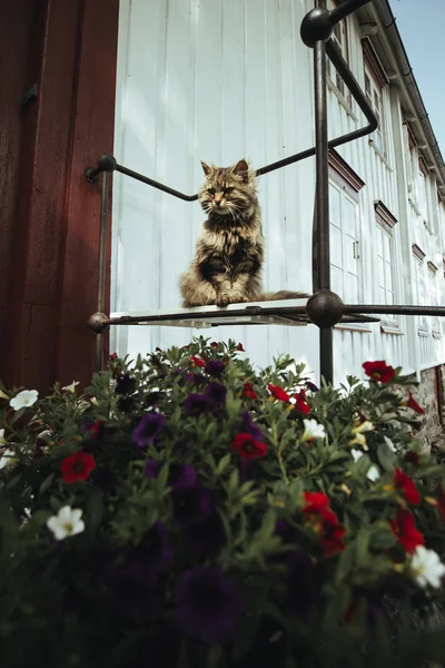 Gato sentado en flores en la calle - foto de stock