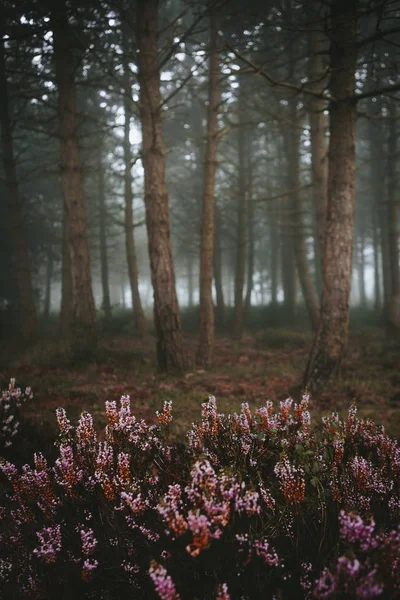 Flowers growing in woods — Stock Photo