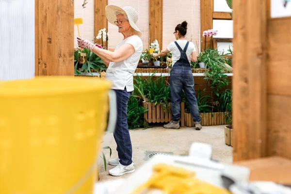 Mujer adulta de cuerpo completo y anciana poniendo palos de etiqueta amarilla en macetas con plantas mientras trabaja en invernadero - foto de stock
