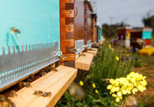 Primer plano de la nueva caja de la colmena del panal de abeja de madera con abejas colocadas en el colmenar en el día soleado del verano - foto de stock