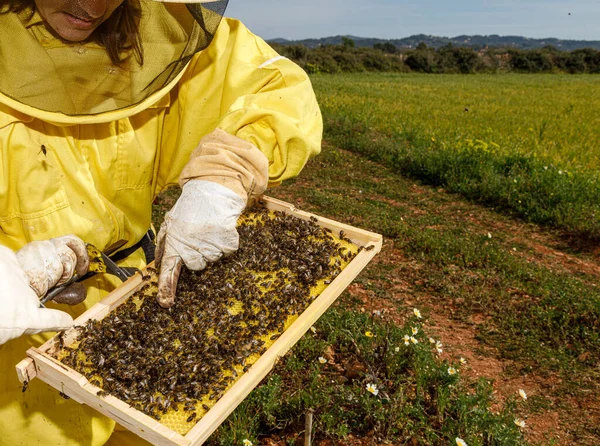 Beschnittene, unkenntliche Imkerin in gelbem Schutzanzug nimmt Wabenrahmen aus Bienenstock, während sie im Bienenhaus an sonnigen Sommertagen arbeitet — Stockfoto