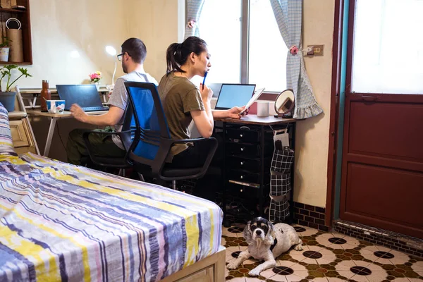 Asiatique femelle en vêtements décontractés assis près du chien à la table avec petit ami concentré tout en travaillant dans la chambre à coucher — Photo de stock