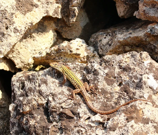 İtalyan Podarcis siculus
