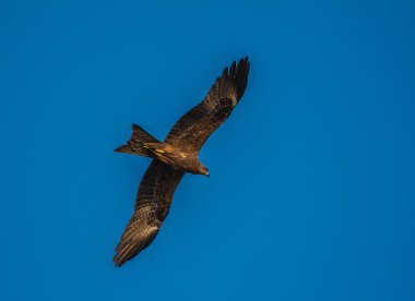 Gökyüzündeki kartal