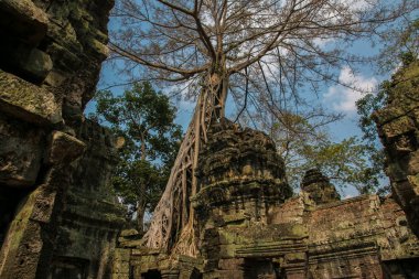 Ağaçlar ve Wat Angkor tapınakları