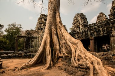Ağaçlar ve Wat Angkor tapınakları