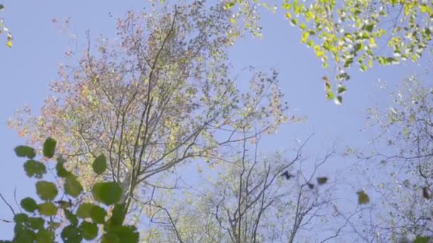 Dolly, cámara lenta, árboles con hojas coloridas contra el cielo azul de otoño — Vídeos de Stock