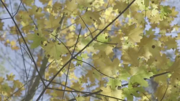 Dolly, au ralenti, rayons translucides du soleil à travers les feuilles — Video