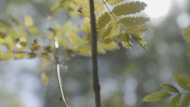 Доллі, повільний рух, вітер рухає гілки дерев у лісі — стокове відео