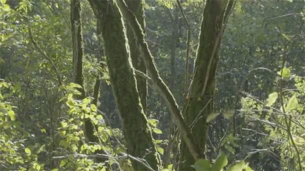 Dolly, câmera lenta, vento movendo ramos das árvores na floresta — Vídeo de Stock