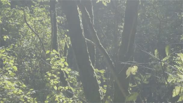 Darsena, rallentatore, vento che muove i rami degli alberi nella foresta — Video Stock