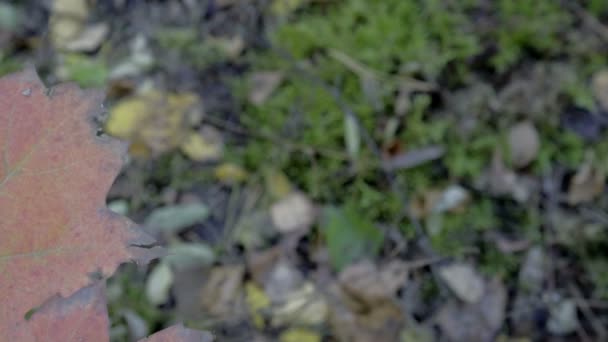 Dolly, ultrarapid, vind rörliga färgade blad - hösten — Stockvideo