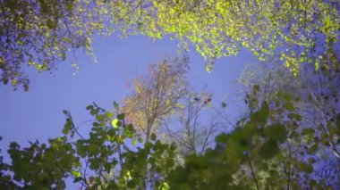 Dolly, güneşli, sonbahar gün boyunca ormandaki ağaçlar 