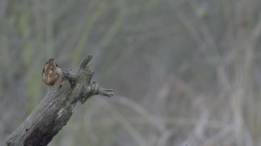 dalı sıvacı kuşu.