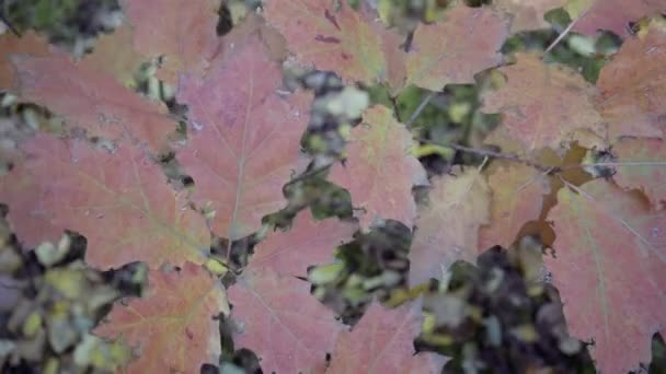 Dolly, trees in the forest during a sunny, autumn day — Stockvideo