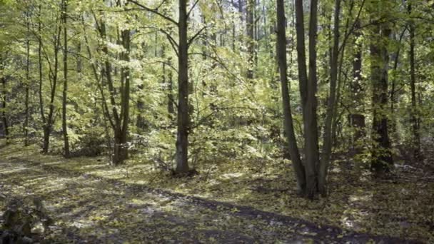 Dolly, árboles en el bosque durante un día soleado de otoño — Vídeos de Stock
