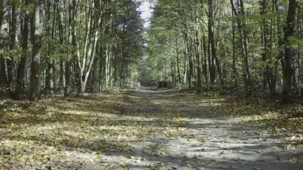 Долли, деревья в лесу в солнечный осенний день — стоковое видео