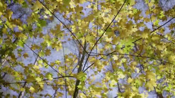 Dolly, árvores na floresta durante um dia ensolarado de outono — Vídeo de Stock