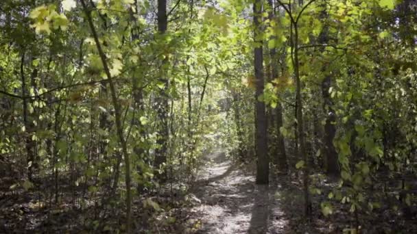 Dolly, árboles en el bosque durante un día soleado de otoño — Vídeos de Stock