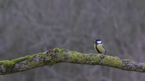 Tit sentado en la rama . — Vídeo de stock