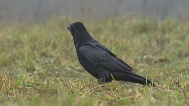 Raven comienza a volar — Vídeo de stock