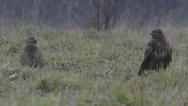两个在草地上的秃鹰 — 图库视频影像
