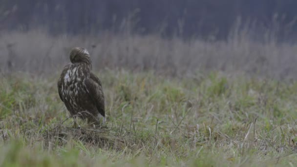 Buzzard morning toilet — ストック動画